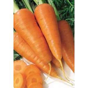 Калибра (Гретта) F1 - морковь, Agri Saaten (Агри Заатен) Германия  фото, цена